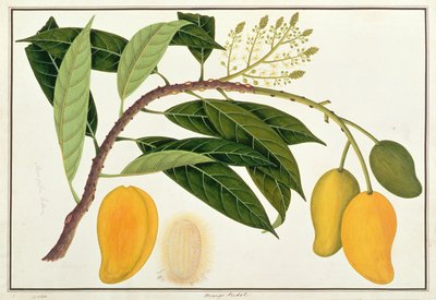 Mango Bodol, aus Zeichnungen von Pflanzen aus Malakka, ca. 1805-18 von Chinese School